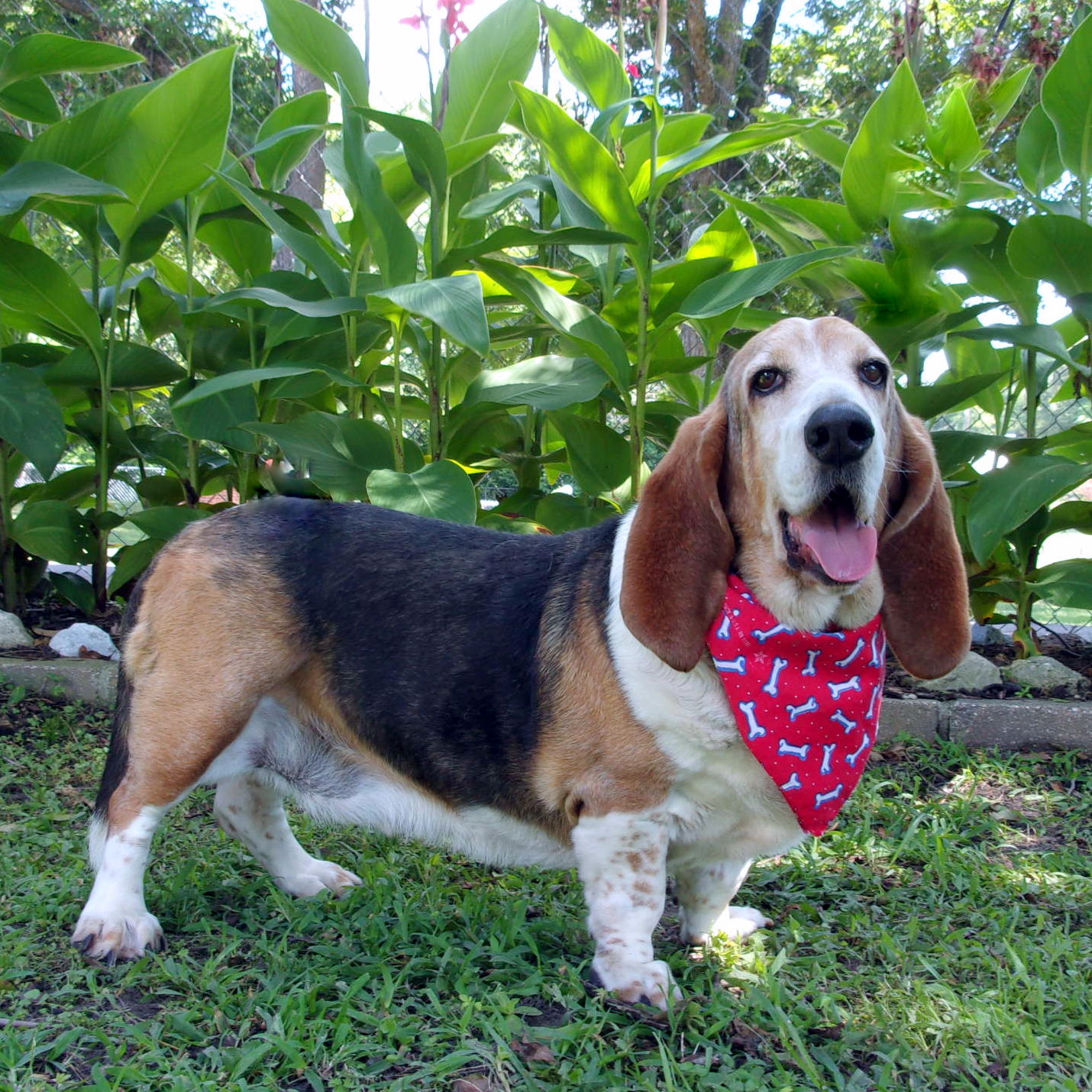 Blue merle sale basset hound