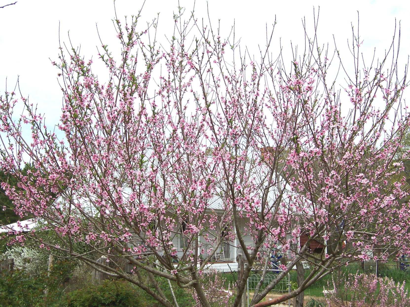 free download pruning peach trees
