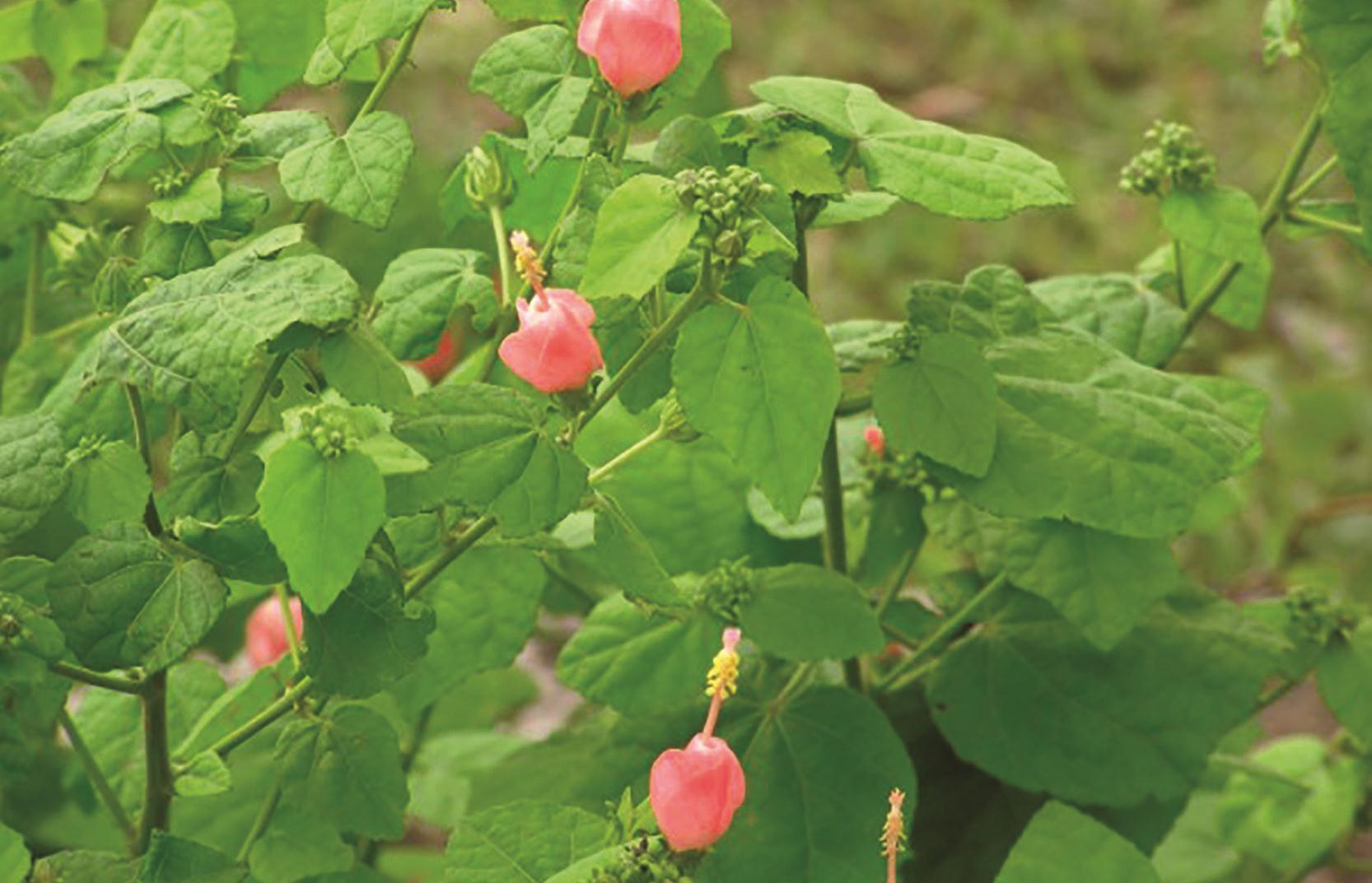 Turk's cap is a tough Superstar plant that gives late summer show