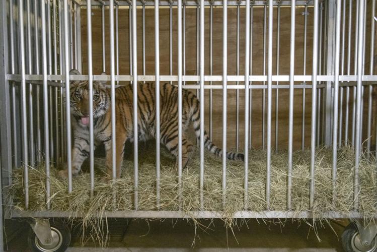 2-month-old Malayan tiger cub makes Cleveland home