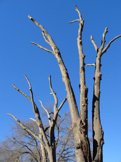 Topped trees