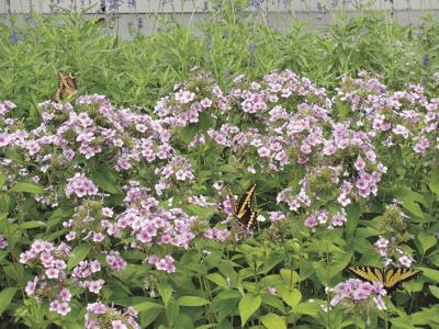 Gardening John Fanick Phlox Is Pretty In Pink Local News