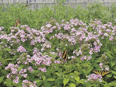 John Fanick phlox