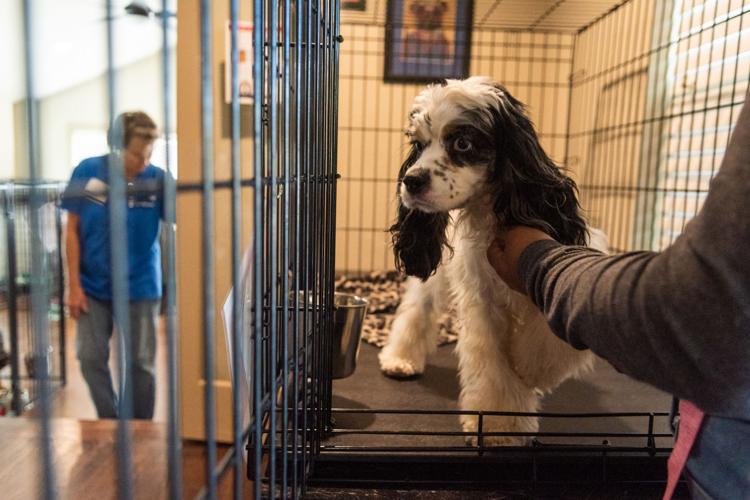 SPCA of East Texas works to improve lives of animals in need | Local News |  