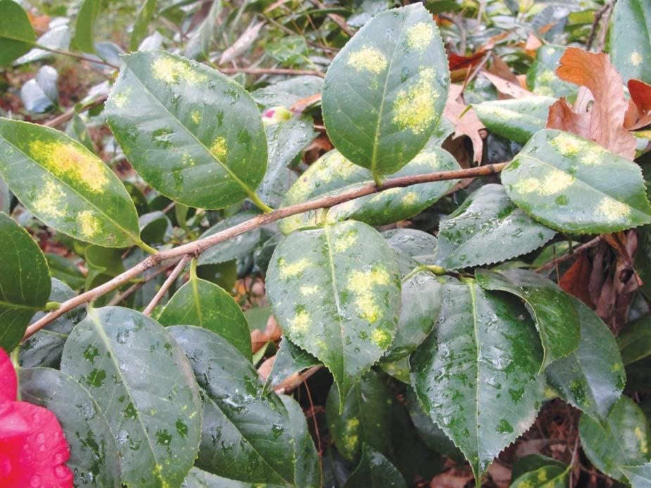 Nursery Management of Tea Scale on Camellias and Hollies