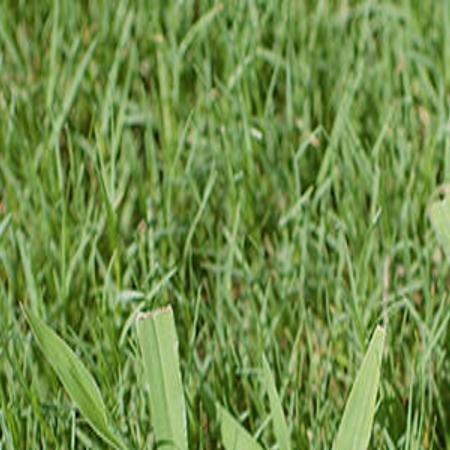 It S Time To Start Thinking About Weed Control In East Texas
