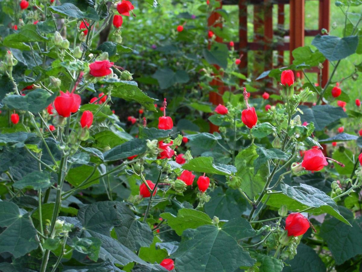 Generations of Texas gardeners have enjoyed beautiful Turk's cap