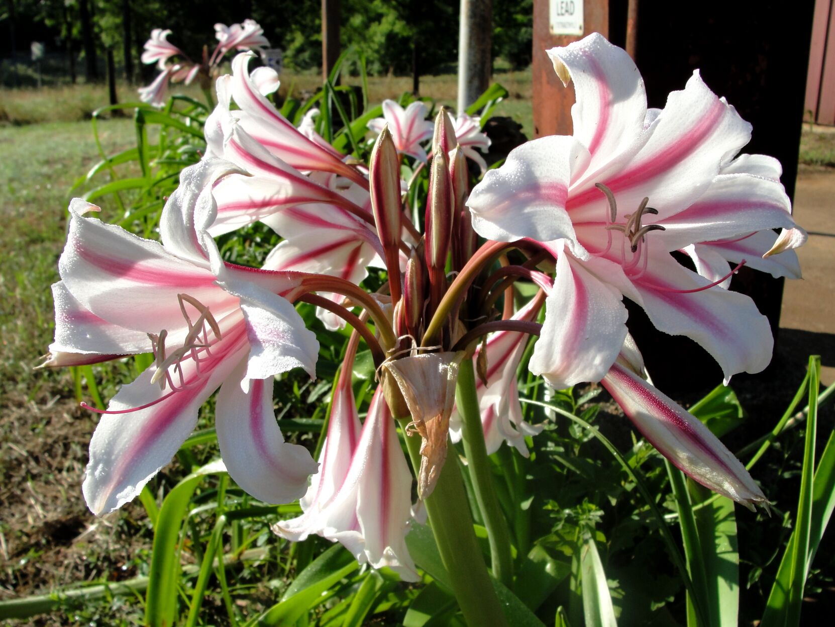 Crinums are big bold perennials with flowers for cutting