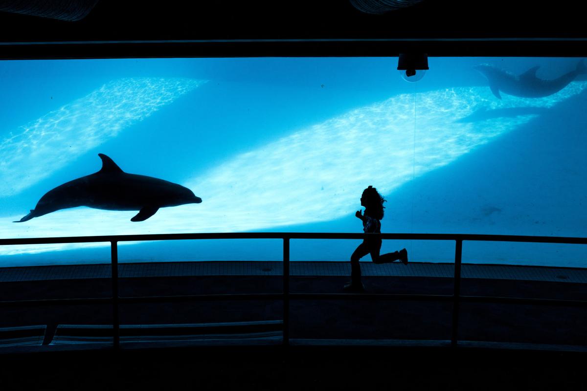dolphin trainers at texas