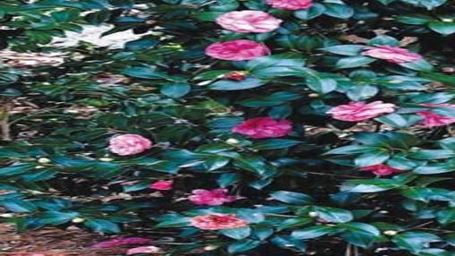 Early Wonder Camellia Shakes Gardening World Tylerpaper Com