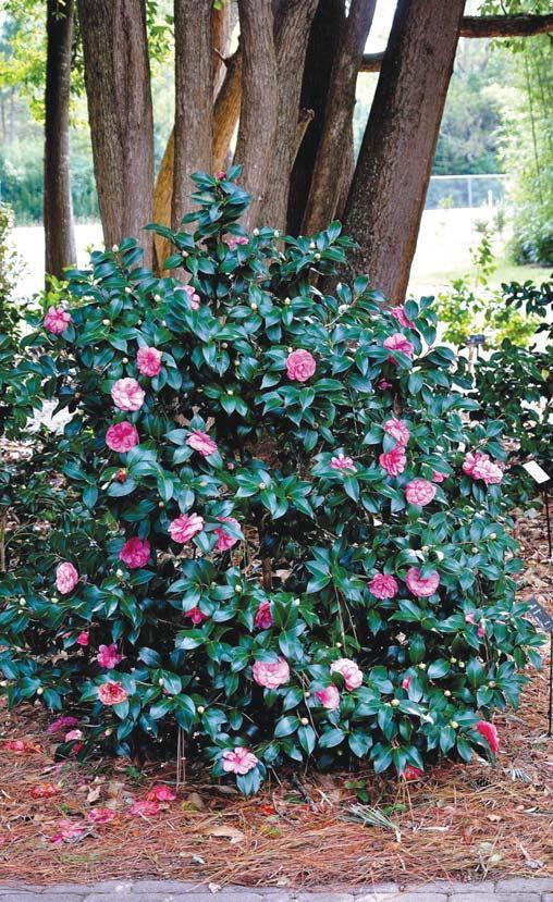 Early Wonder Camellia Shakes Gardening World Tylerpaper Com