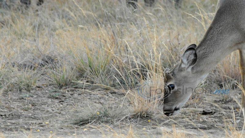 Hunters Need To Take A Second Look When Doe Hunting Texas All Outdoors Tylerpaper Com