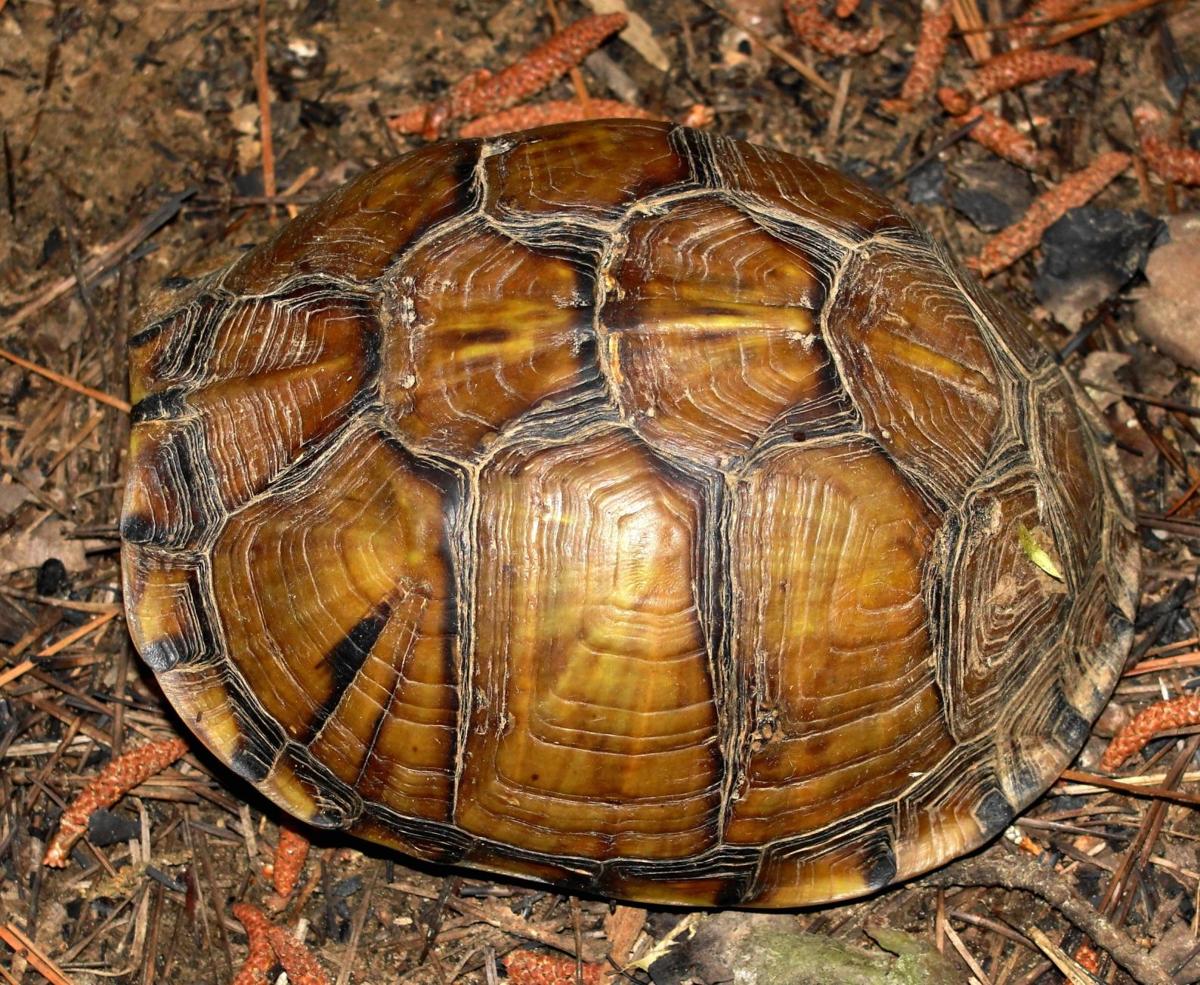 Texas Master Naturalist Program Expands On Your Interest In Nature Lifestyle Tylerpaper Com