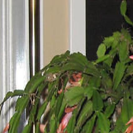 You Can Achieve Success With Your Christmas Cactus Tylerpaper Com