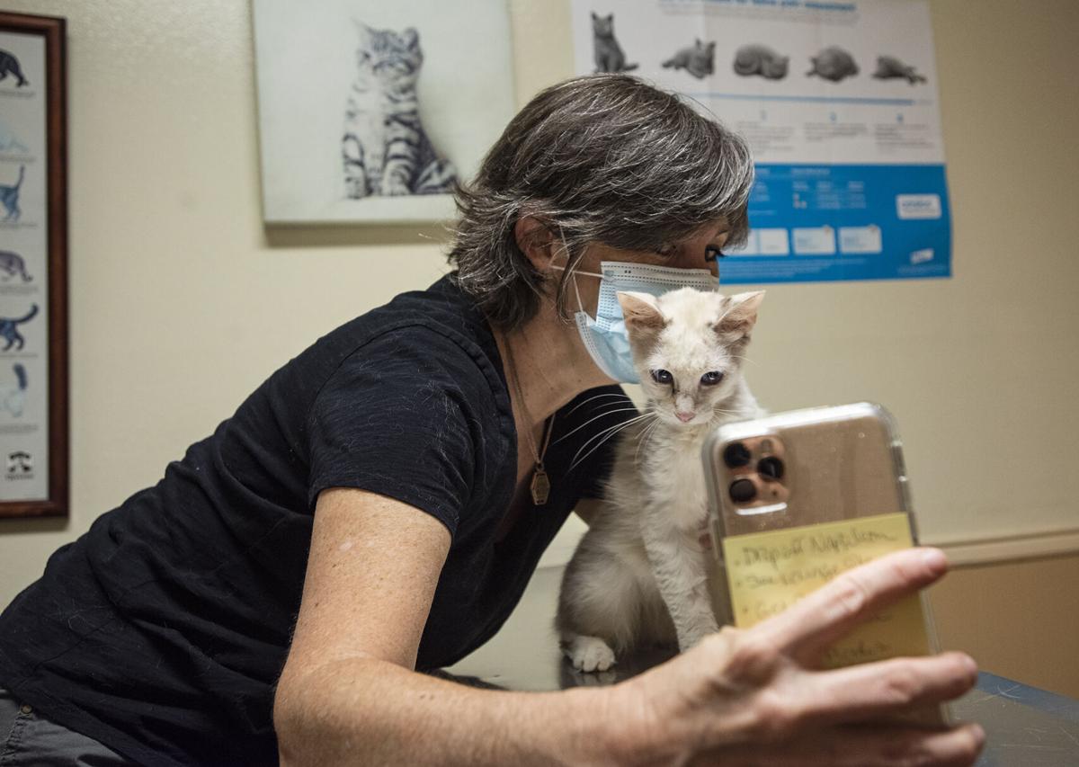 omalley alley cat rescue