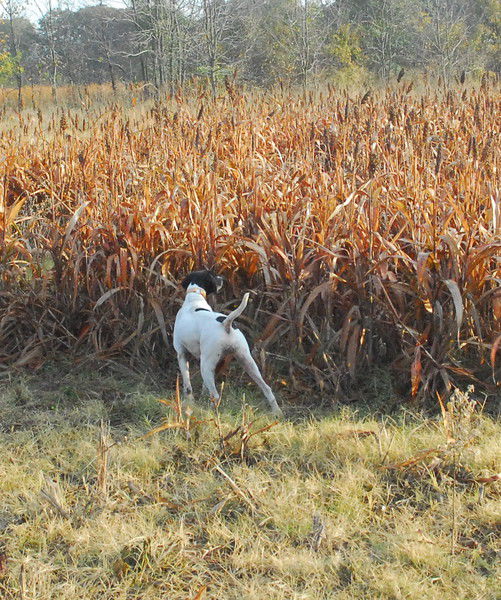 steve snell gun dog supply