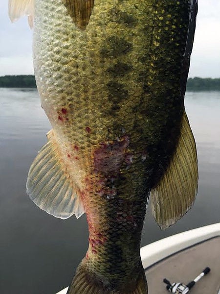 largemouth bass parasites