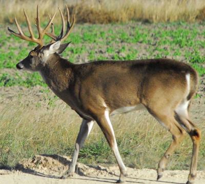 Convicted Felons Could Use Air Guns For Hunting Under Regulation Blogs Tylerpaper Com