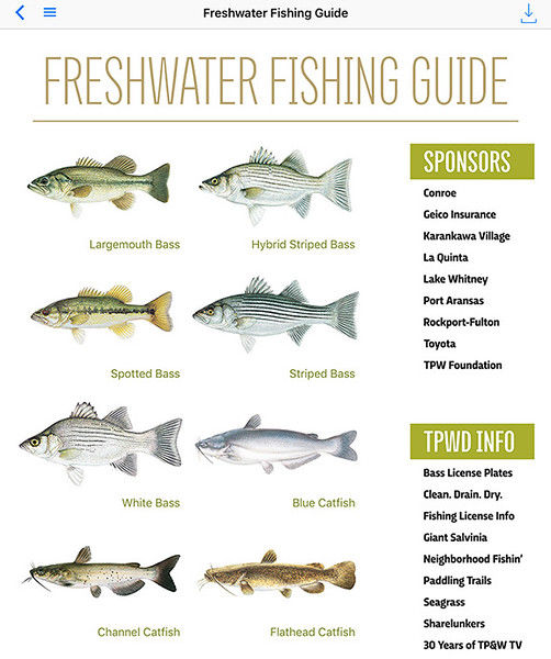 Texas Fish Chart