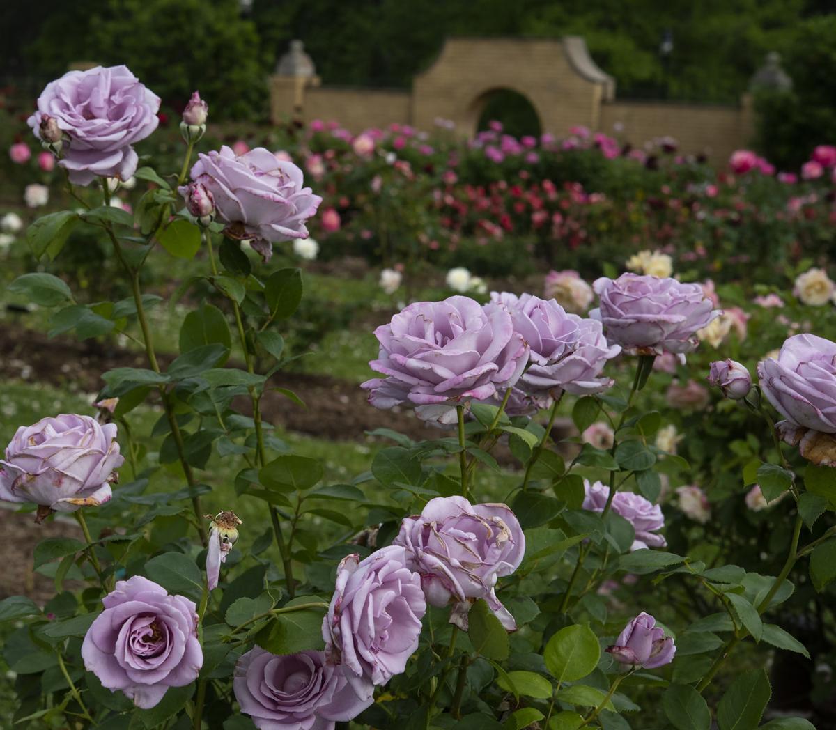 Tyler Rose Garden Added To National Register Of Historic Places