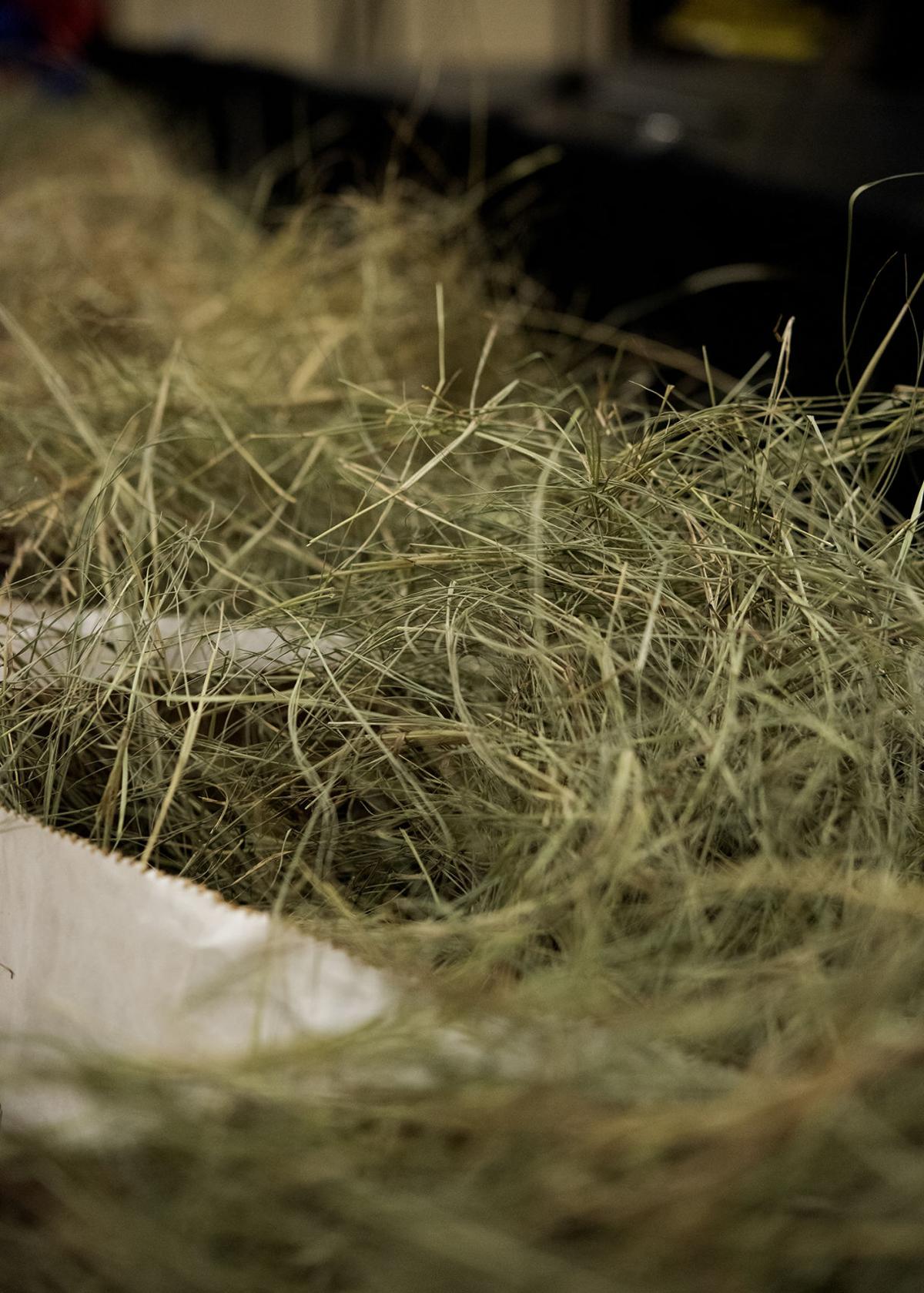 20190924_local_Hay_Show_03web.jpg