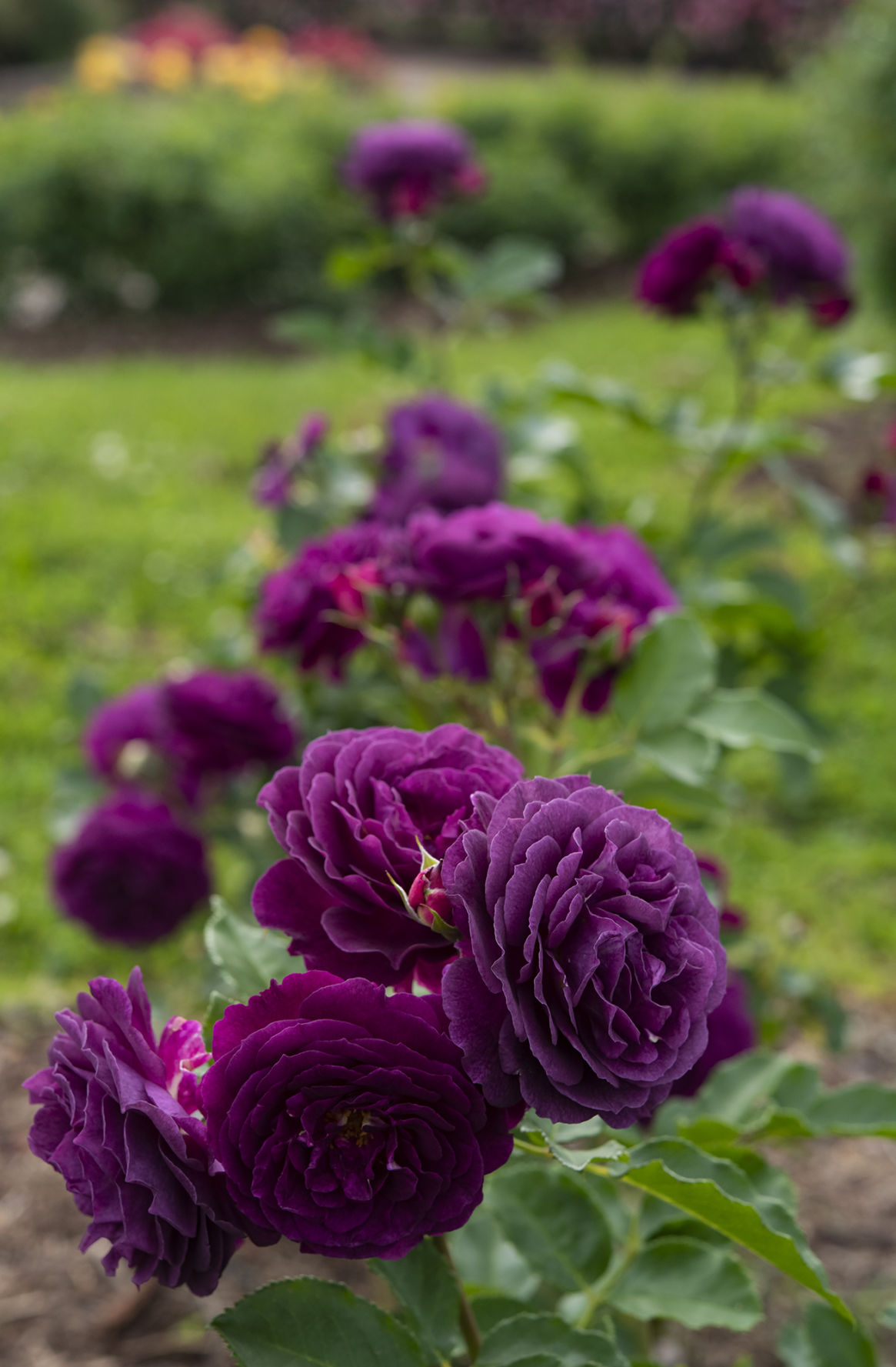 Tyler Rose Garden In Full Bloom Local News Tylerpaper Com