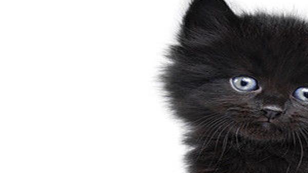 The Spooky History Of Cats Witchcraft Magic And Disease Other