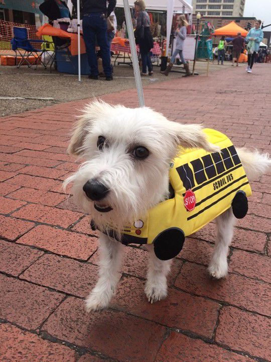 Jackson the Tornado Dog wins 16th annual Halloween costume contest