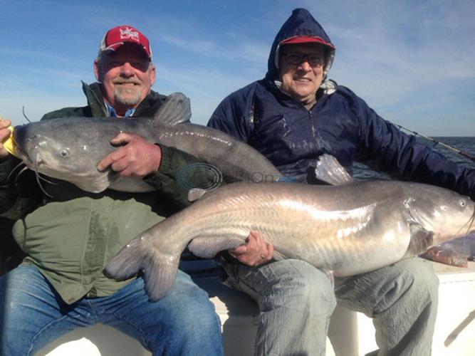 The un-state record and other trophy blue catfish, Texas All Outdoors