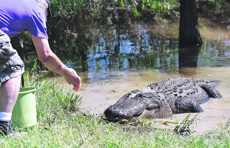 Are there alligators at tyler state park?