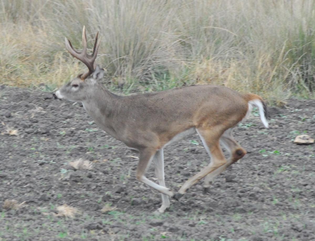 Cottonseed for Deer  Feeding Cottonseed to Whitetail Deer
