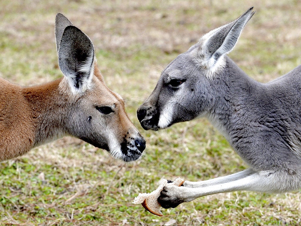 Texan finds good-fence challenges in raising kangaroos | Family