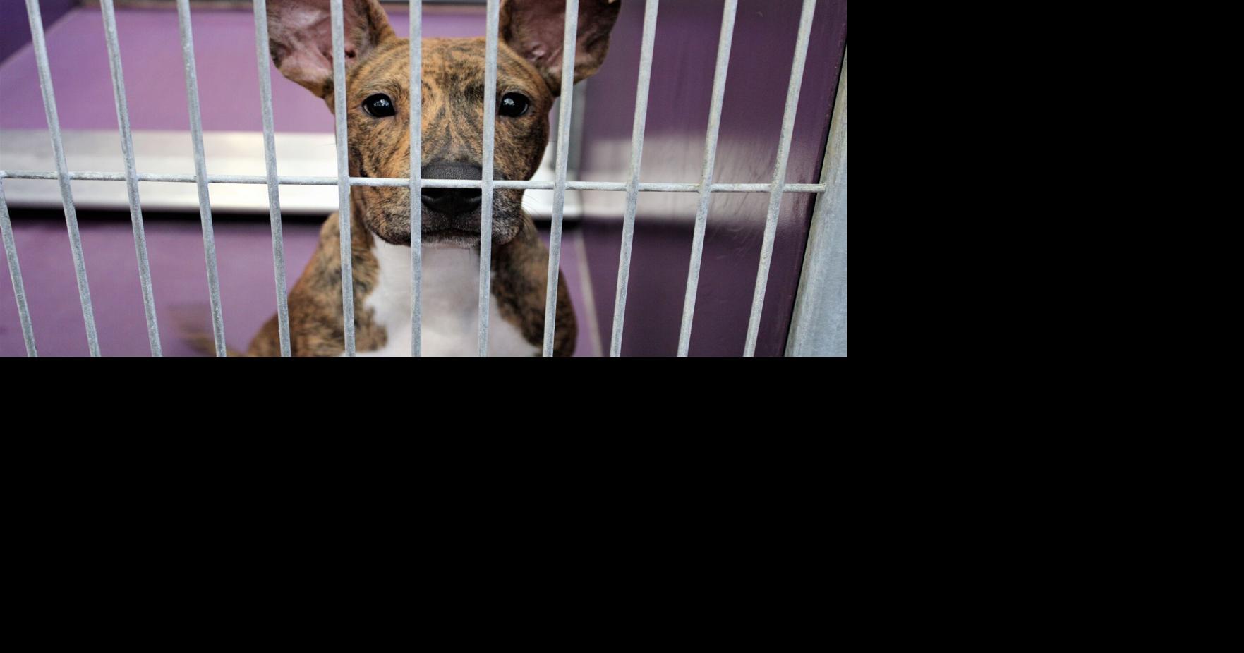City, county officials: Think twice before gifting a pet for Christmas | News