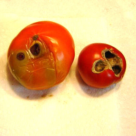 Anthracnose on tomato fruit