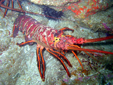 Florida S Spiny Lobster Season Lifestyle Tylerpaper Com
