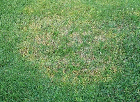 Excessive Water Fertilizer Feed Brown Patch Tylerpaper Com