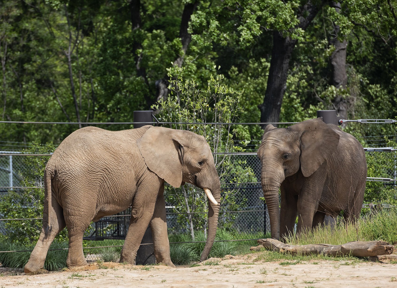 San Diego Zoo ranked 9th worst Zoo for Elephants by In Defense of