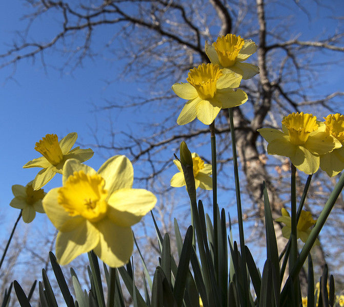 Mrs. Lee’s Daffodil Garden in Gladewater bursting with blooms | Local ...