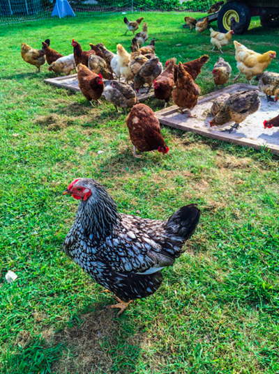 Backyard Chickens Blamed For Salmonella Outbreaks Do Not Snuggle