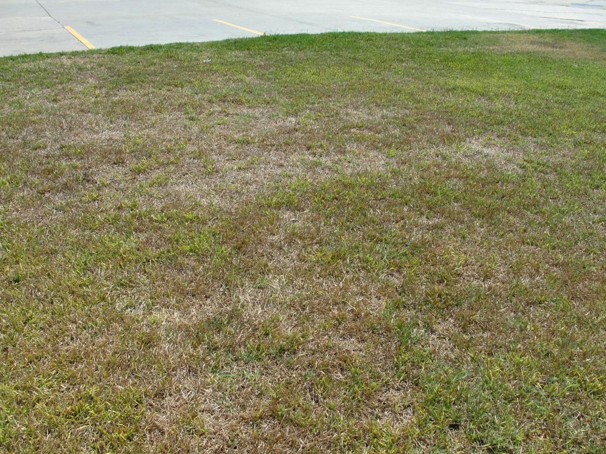 Chinch Bugs Can Be Fatal Pest To St Augustine Grass During The Hot Months Lifestyle Tylerpaper Com Chinch Bugs Can Be Fatal Pest To St Augustine Grass During The Hot Months Lifestyle Tylerpaper Com