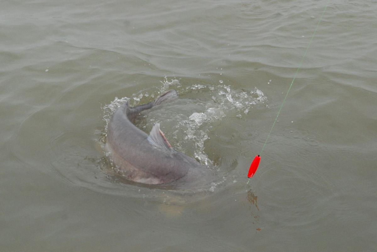 Tawakoni Fishermen Looking To Extend Trophy Catfish Season Blogs