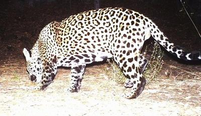 Jaguar Photo Captured On Fort Huachuca Ariz Trailcam Texas All Outdoors Tylerpaper Com