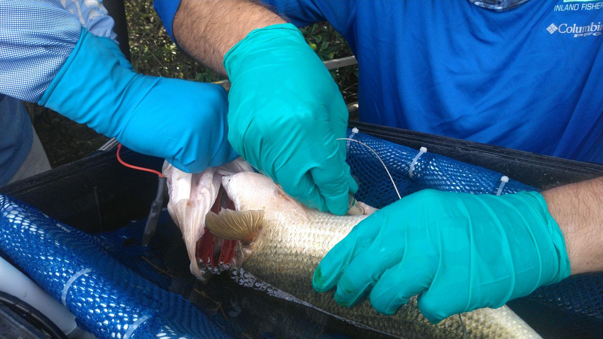 Lost And Found Tpwd Research Designed To Help Fishermen Locate Bass Sports Tylerpaper Com