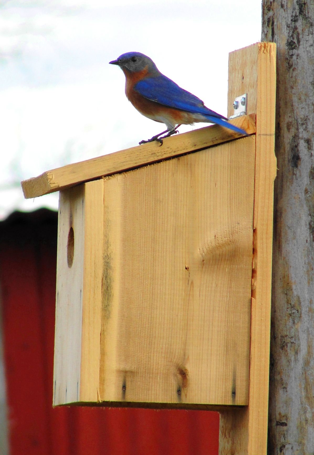 It s Time To Clean Out Or Add Bluebird Nest Boxes Lifestyle 