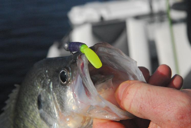 Tree Trimming: Lake Palestine crappie have moved south for the