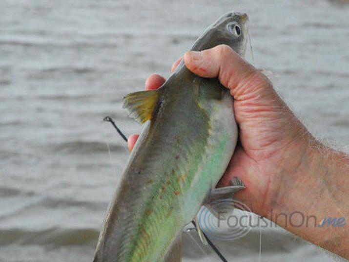 Finally, a good-smelling, highly effective catfish bait - North Texas e-News