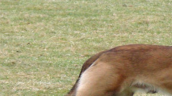 Dna Evidence Helps Free Jeb A Belgian Malinois Service Dog From