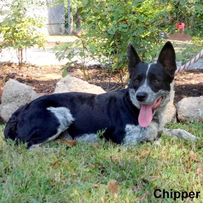 Chipper the blue heeler