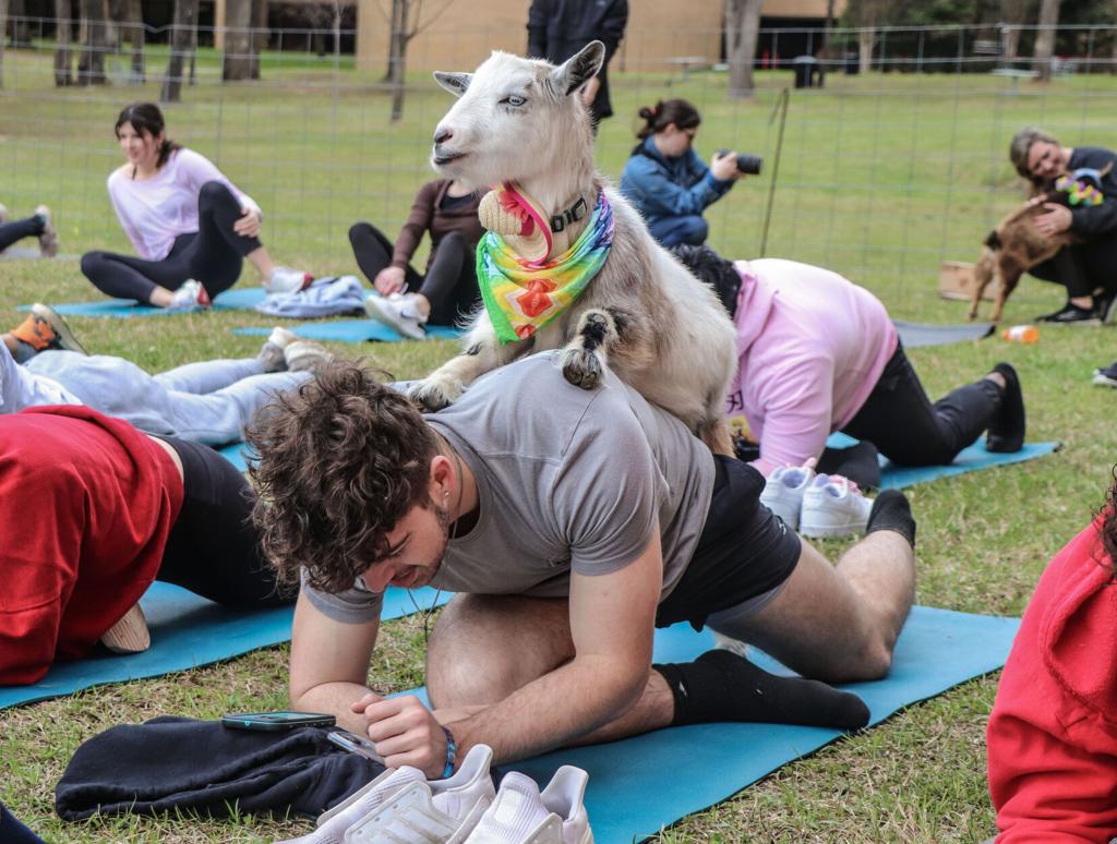 Goat Yoga: The wild exercise craze descends on Durham - ABC13 Houston