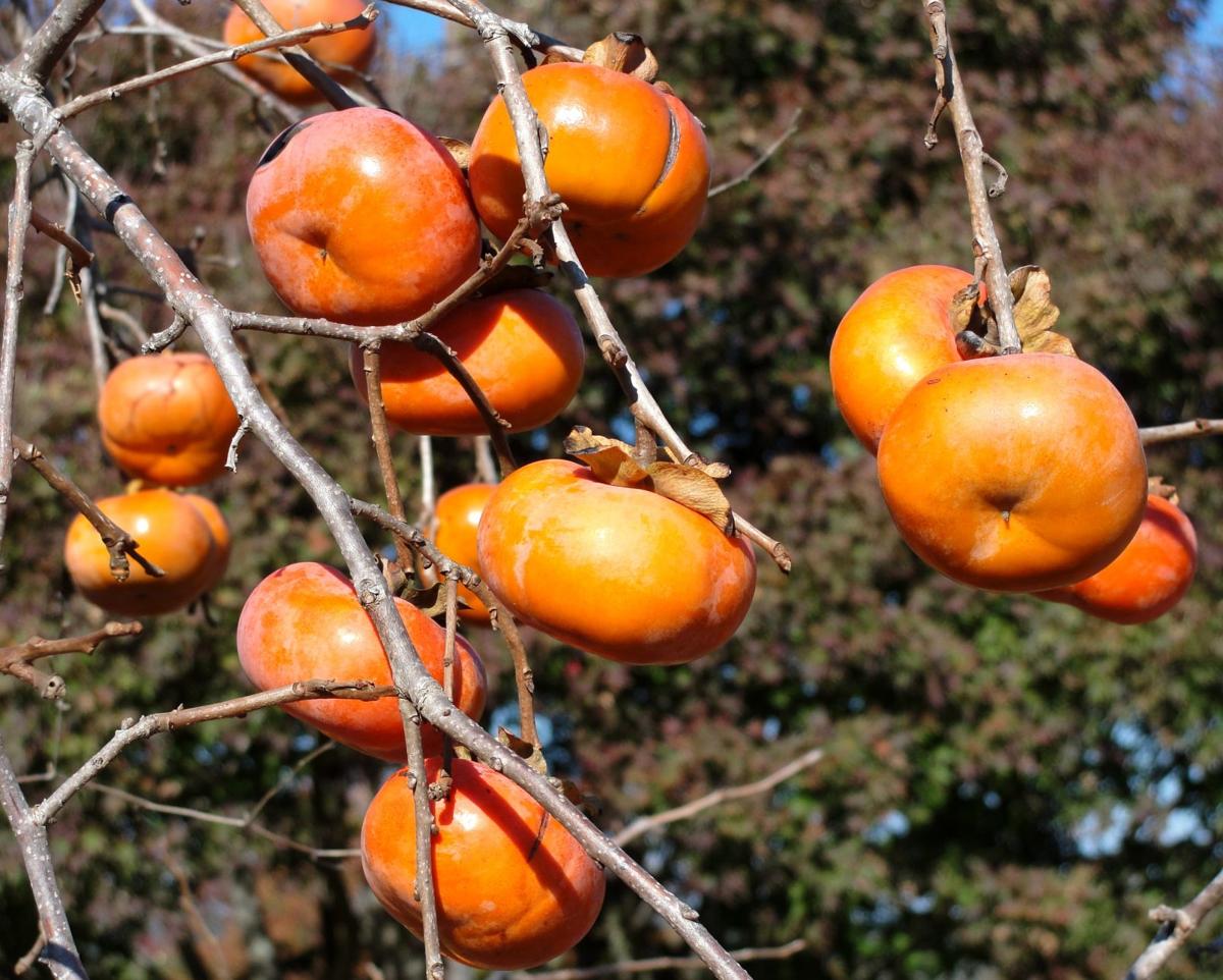persimmon